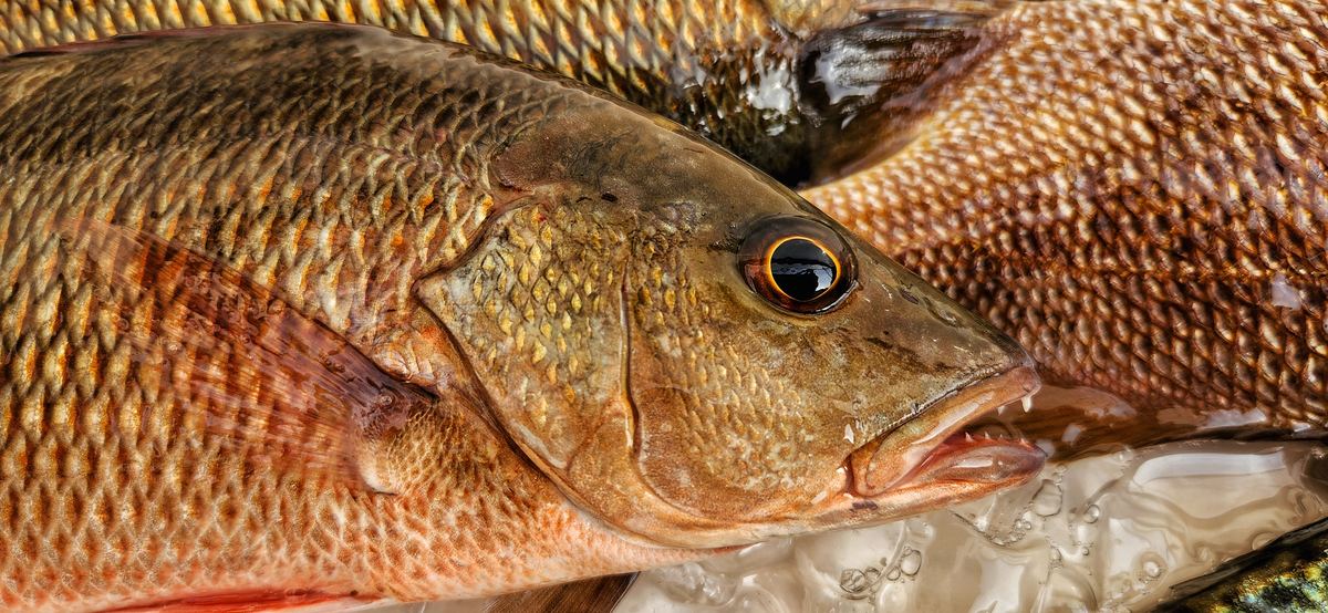 Cleaning and Cooking Your Catch
