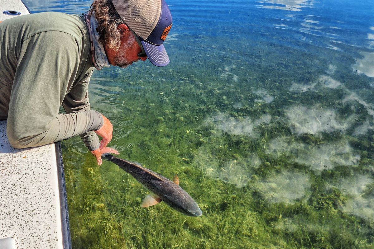 Redfish Fishing on the Homosassa Flats: Tactics, Tides, and What to Expect