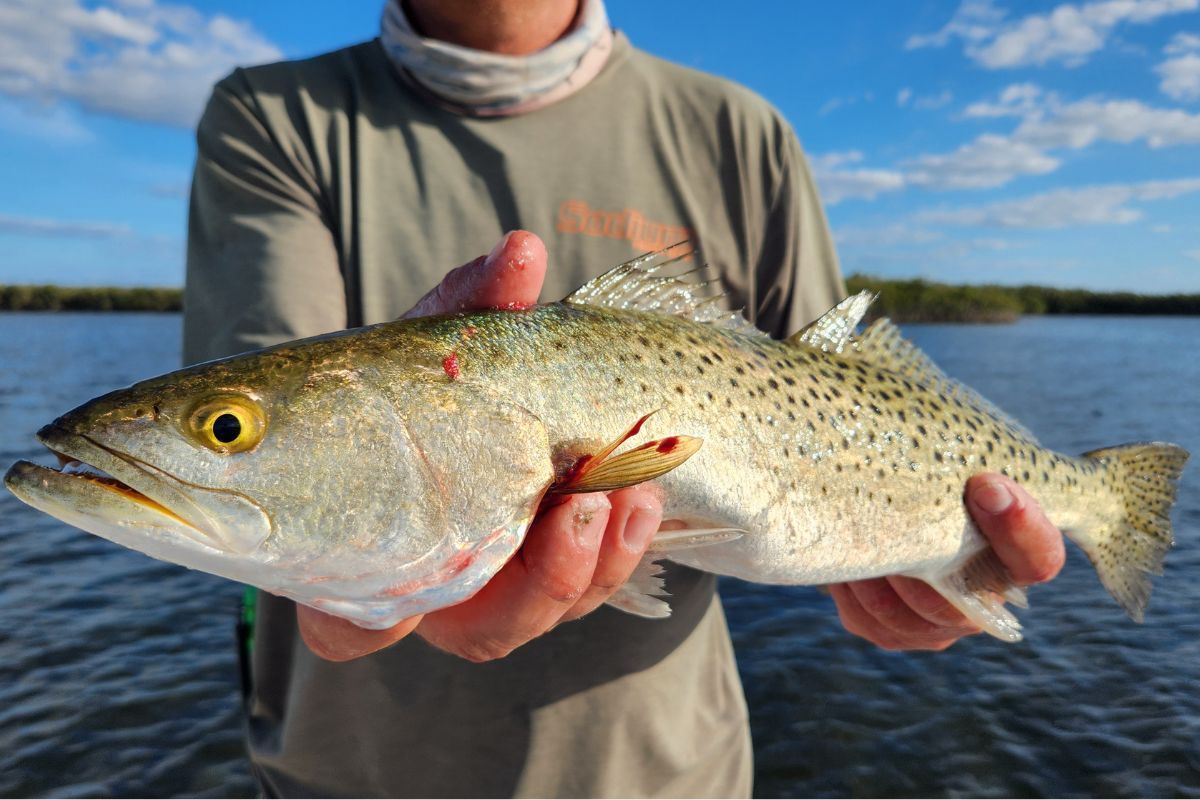 What Fish Are In Season in Homosassa? A Month-by-Month Guide