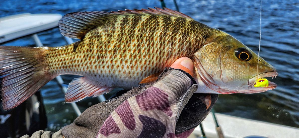 Homosassa Fishing Report: Reading the Mudds and a Sea Bass Comeback