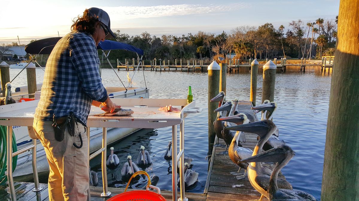 Captain William Toney cleaning fish at the dock with pelicans lined up